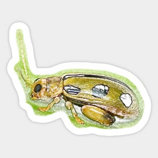 Unique and organic photo of a Yellow flea Beetle Sticker